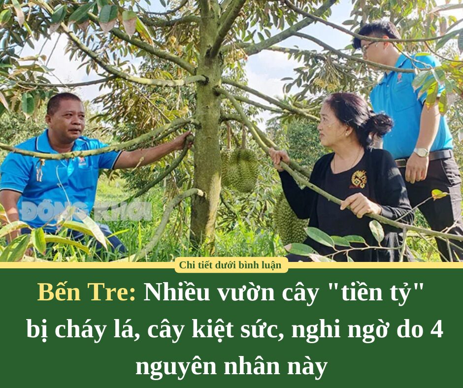 Nhiều vườn cây “tiền tỷ” ở Bến Tre bị cháy lá, cây kiệt sức, nghi ngờ do 4 nguyên nhân này