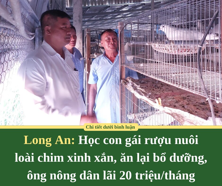 Học con gái rượu nuôi loài chim xinh xắn, ăn lại bổ dưỡng, ông nông dân Long An lãi 20 triệu/tháng