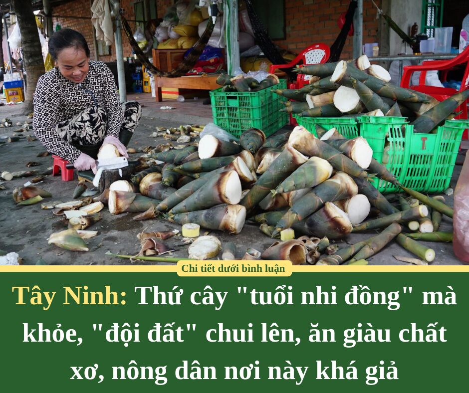 Thứ cây “tuổi nhi đồng” mà khỏe, “đội đất” chui lên, ăn giàu chất xơ, nông dân nơi này ở Tây Ninh khá giả