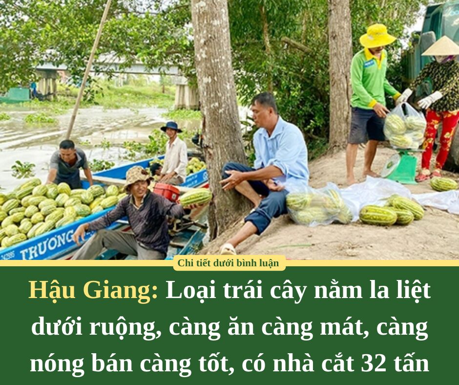 Loại trái cây nằm la liệt dưới ruộng ở Hậu Giang, càng ăn càng mát, càng nóng bán càng tốt, có nhà cắt 32 tấn