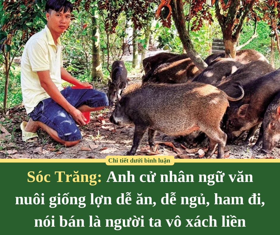 Anh cử nhân ngữ văn ở Sóc Trăng nuôi giống lợn dễ ăn, dễ ngủ, ham đi, nói bán là người ta vô xách liền