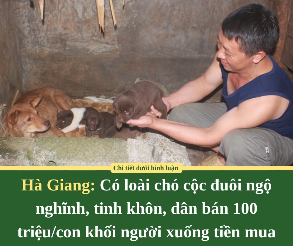 Ở Hà Giang có loài chó cộc đuôi ngộ nghĩnh, tinh khôn, dân bán 100 triệu/con khối người xuống tiền mua