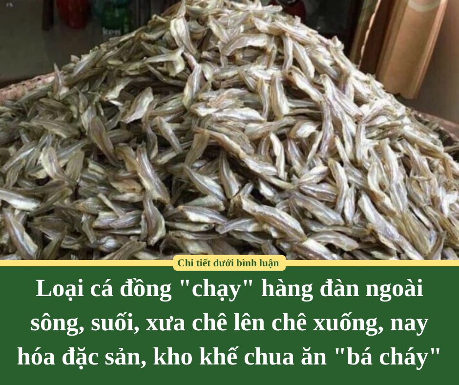 Loại cá đồng “chạy” hàng đàn ngoài sông, suối, xưa chê lên chê xuống, nay hóa đặc sản, kho khế chua ăn “bá cháy”