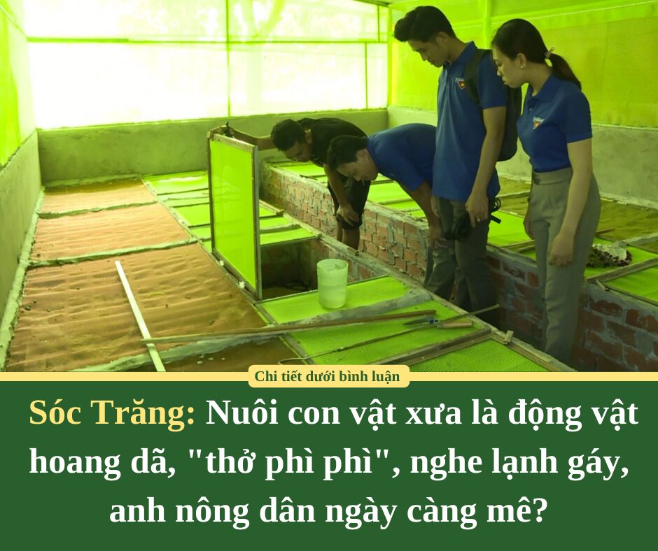 Nuôi con vật xưa là động vật hoang dã, “thở phì phì”, nghe lạnh gáy, anh nông dân Sóc Trăng ngày càng mê?