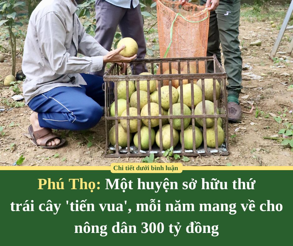 Một huyện của tỉnh Phú Thọ sở hữu thứ trái cây ‘tiến vua’, mỗi năm mang về cho nông dân 300 tỷ đồng