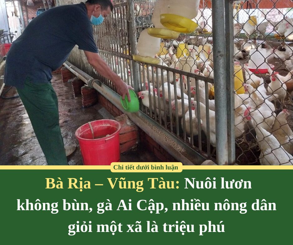 Nuôi lươn không bùn, gà Ai Cập, nhiều nông dân giỏi một xã ở Bà Rịa – Vũng Tàu là triệu phú