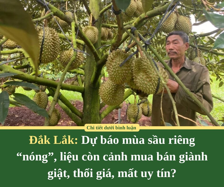 Dự báo mùa sầu riêng “nóng” ở Đắk Lắk, liệu còn cảnh mua bán giành giật, thổi giá, mất uy tín?