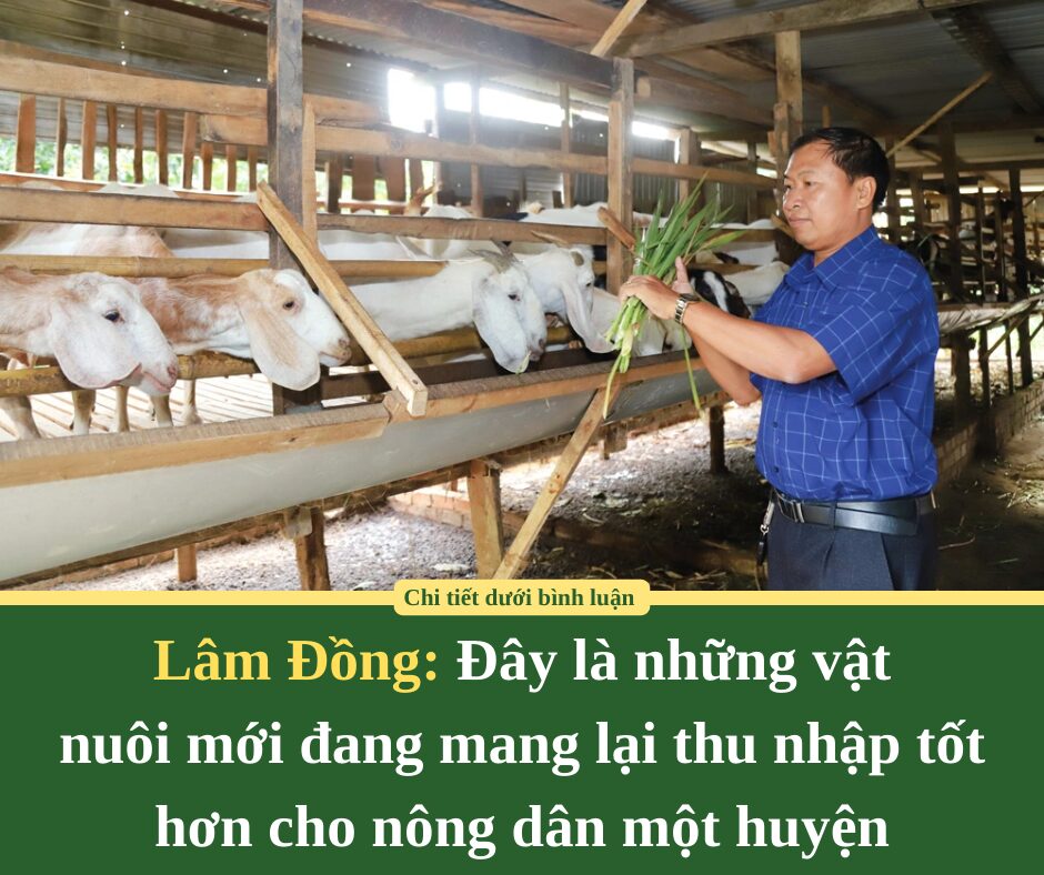 Đây là những vật nuôi mới đang mang lại thu nhập tốt hơn cho nông dân một huyện của Lâm Đồng