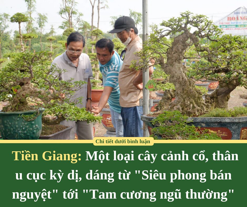 Một loại cây cảnh cổ ở Tiền Giang, thân u cục kỳ dị, dáng từ “Siêu phong bán nguyệt” tới “Tam cương ngũ thường”