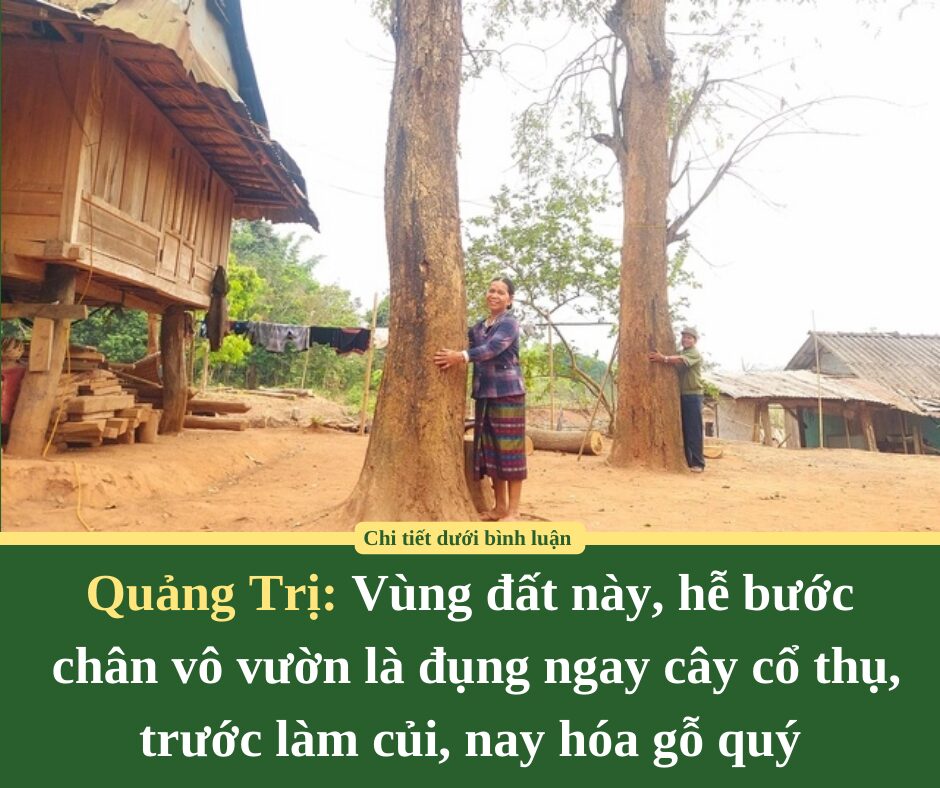 Vùng đất này ở Quảng Trị, hễ bước chân vô vườn là đụng ngay cây cổ thụ, trước làm củi, nay hóa gỗ quý