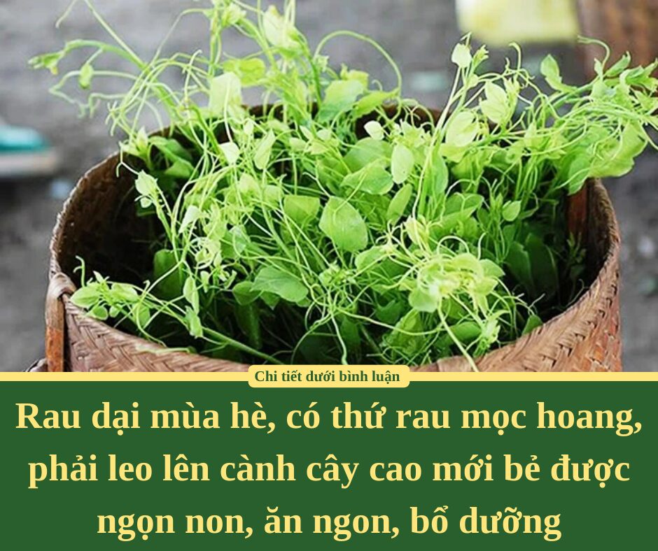 Rau dại mùa hè, có thứ rau mọc hoang, phải leo lên cành cây cao mới bẻ được ngọn non, ăn ngon, bổ dưỡng