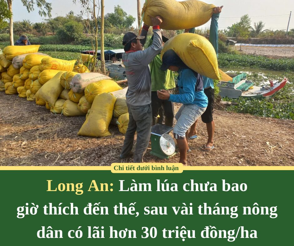 Làm lúa chưa bao giờ thích đến thế, sau vài tháng nông dân Long An có lãi hơn 30 triệu đồng/ha