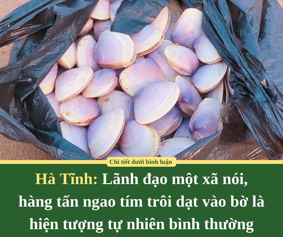 Lãnh đạo một xã ở Hà Tĩnh nói, hàng tấn ngao tím trôi dạt vào bờ là hiện tượng tự nhiên bình thường