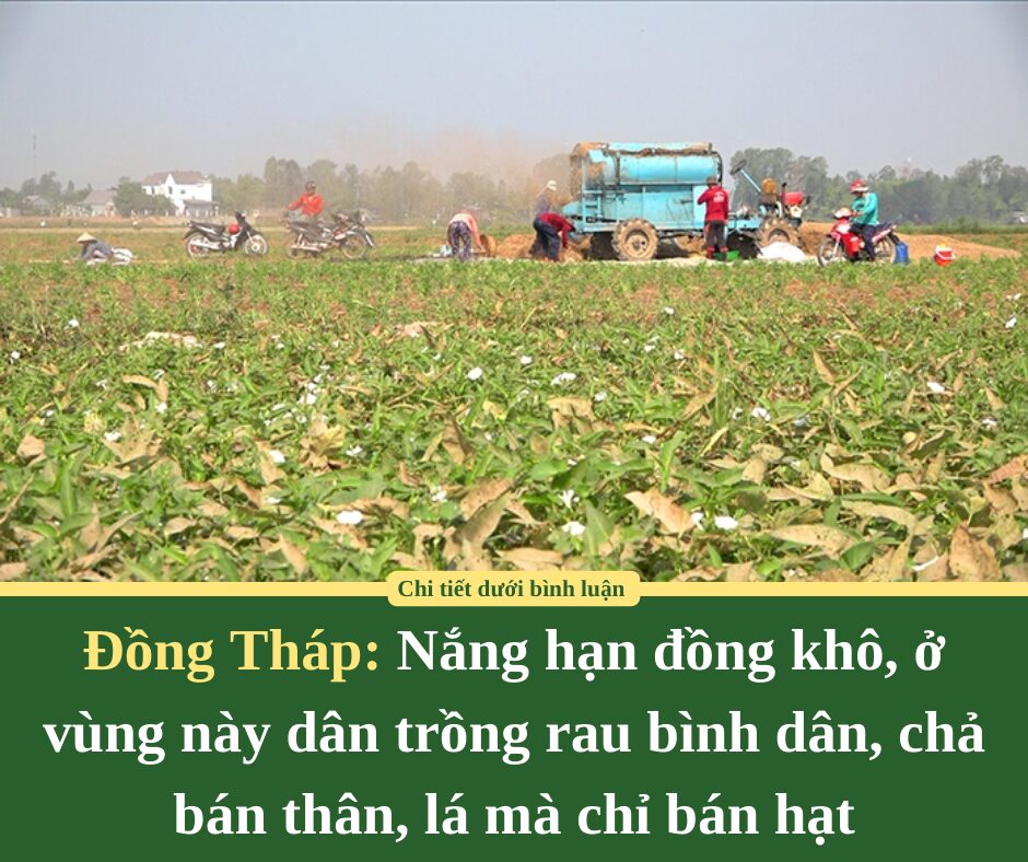 Nắng hạn đồng khô, ở vùng này Đồng Tháp dân trồng rau bình dân, chả bán thân, lá mà chỉ bán hạt