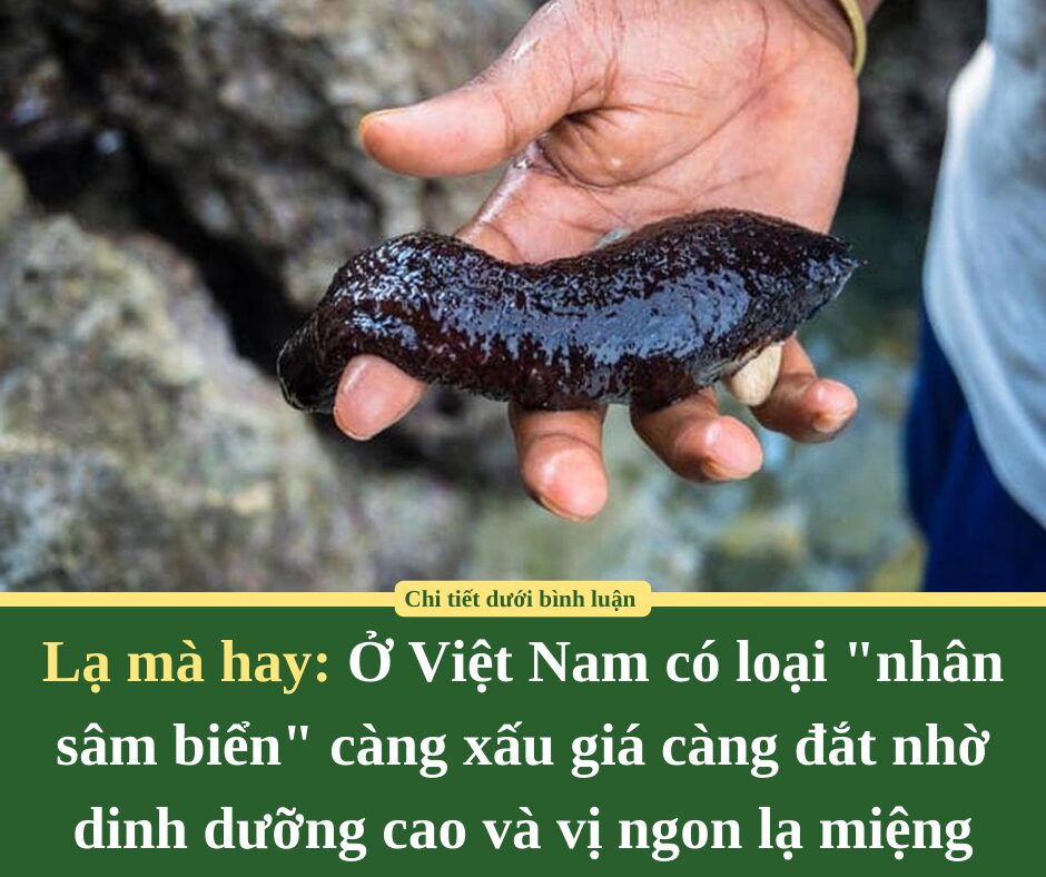 Lạ mà hay: Ở Việt Nam có loại “nhân sâm biển” càng xấu giá càng đắt nhờ dinh dưỡng cao và vị ngon lạ miệng