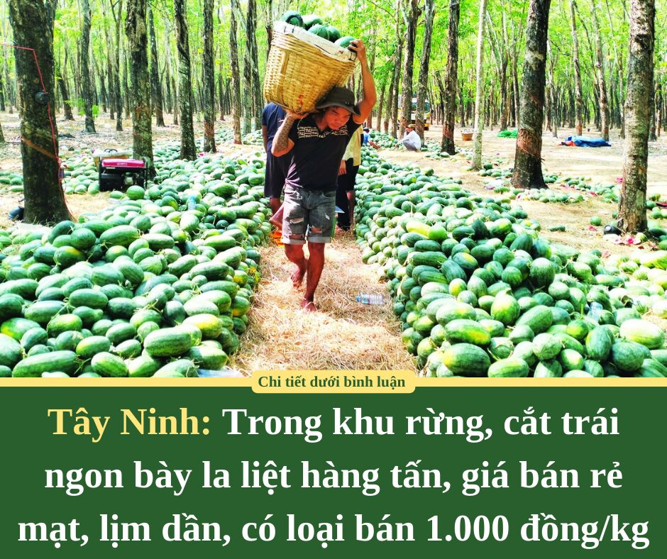 Trong khu rừng ở Tây Ninh, cắt trái ngon bày la liệt hàng tấn, giá bán rẻ mạt, lịm dần, có loại bán 1.000 đồng/kg