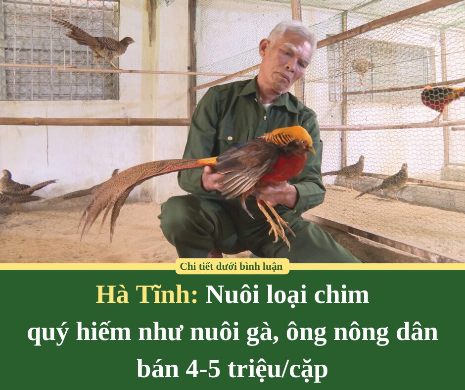 Hà Tĩnh: Nuôi loại chim  quý hiếm như nuôi gà, ông nông dân bán 4-5 triệu/cặp