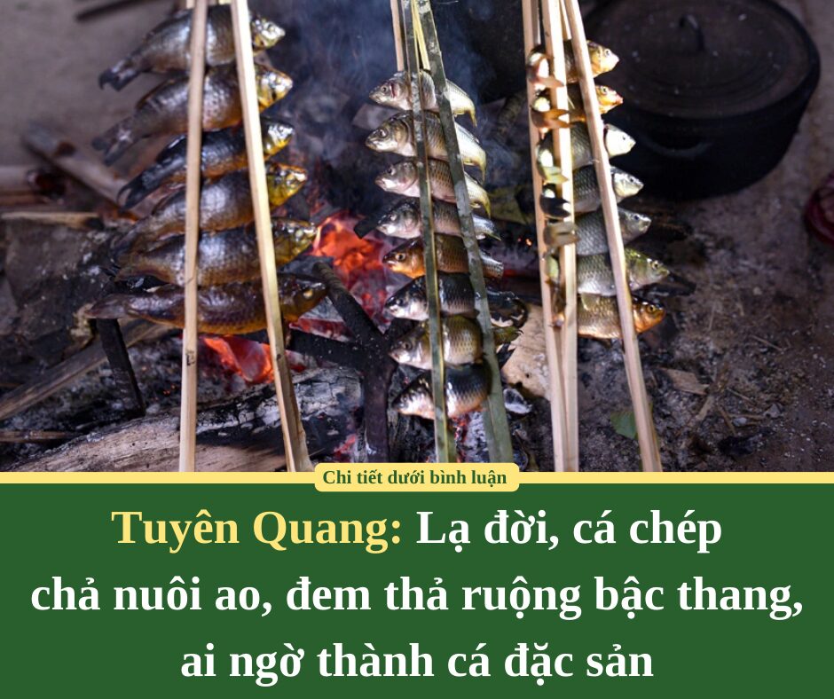 Lạ đời ở Tuyên Quang, cá chép chả nuôi ao, đem thả ruộng bậc thang, ai ngờ thành cá đặc sản