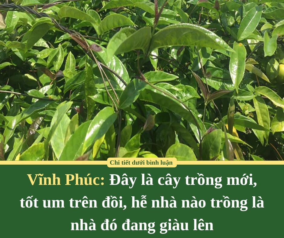 Đây là cây trồng mới, tốt um trên đồi, hễ nhà nào ở Vĩnh Phúc trồng là nhà đó đang giàu lên