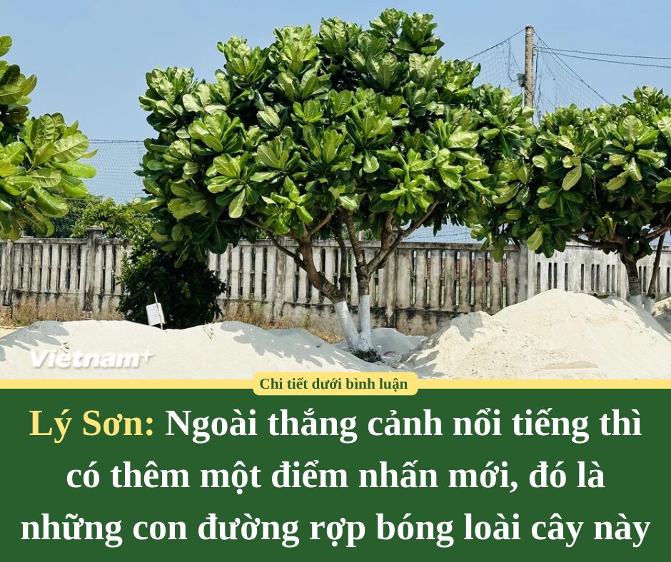 Ngoài thắng cảnh nổi tiếng thì Lý Sơn có thêm một điểm nhấn mới, đó là những con đường rợp bóng loài cây này