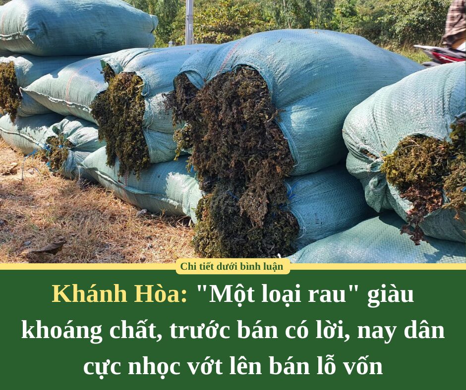 “Một loại rau” giàu khoáng chất ở Khánh Hòa, trước bán có lời, nay dân cực nhọc vớt lên bán lỗ vốn