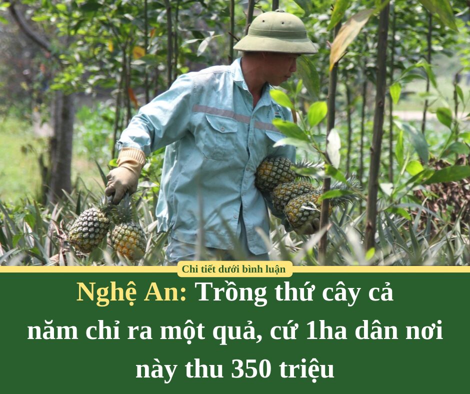 Trồng thứ cây cả năm chỉ ra một quả, cứ 1ha dân nơi này ở Nghệ An thu 350 triệu