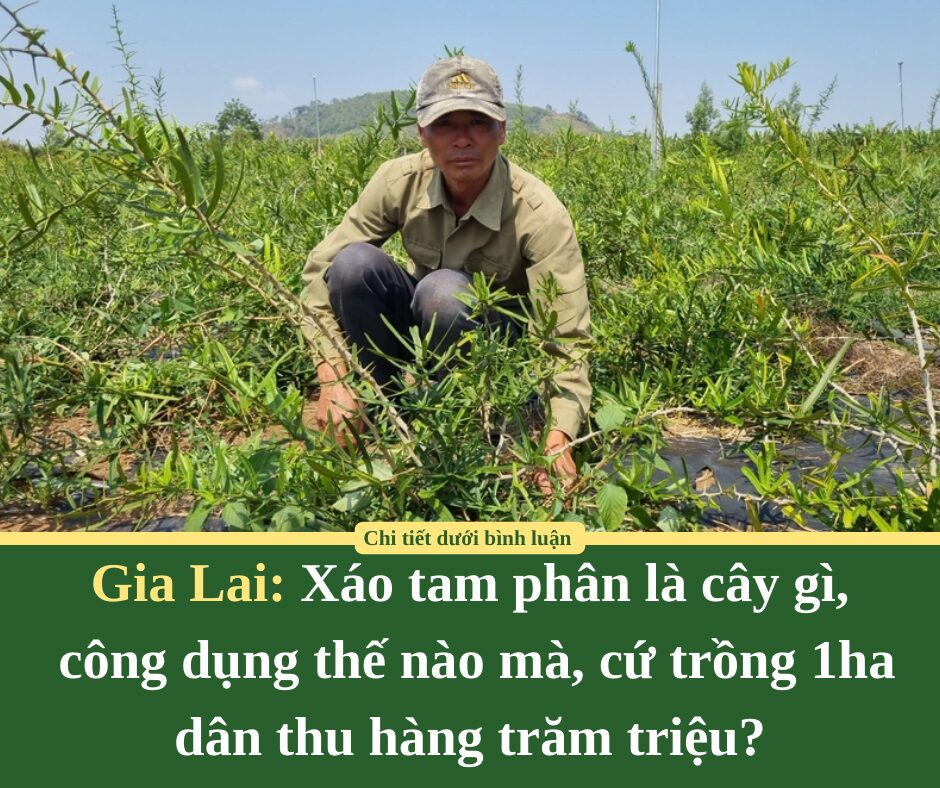 Xáo tam phân là cây gì, công dụng thế nào mà ở Gia Lai, cứ trồng 1ha dân thu hàng trăm triệu?