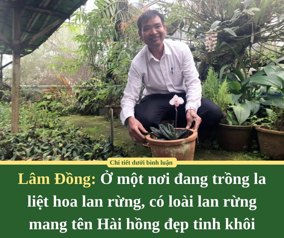 Ở một nơi của Lâm Đồng đang trồng la liệt hoa lan rừng, có loài lan rừng mang tên Hài hồng đẹp tinh khôi