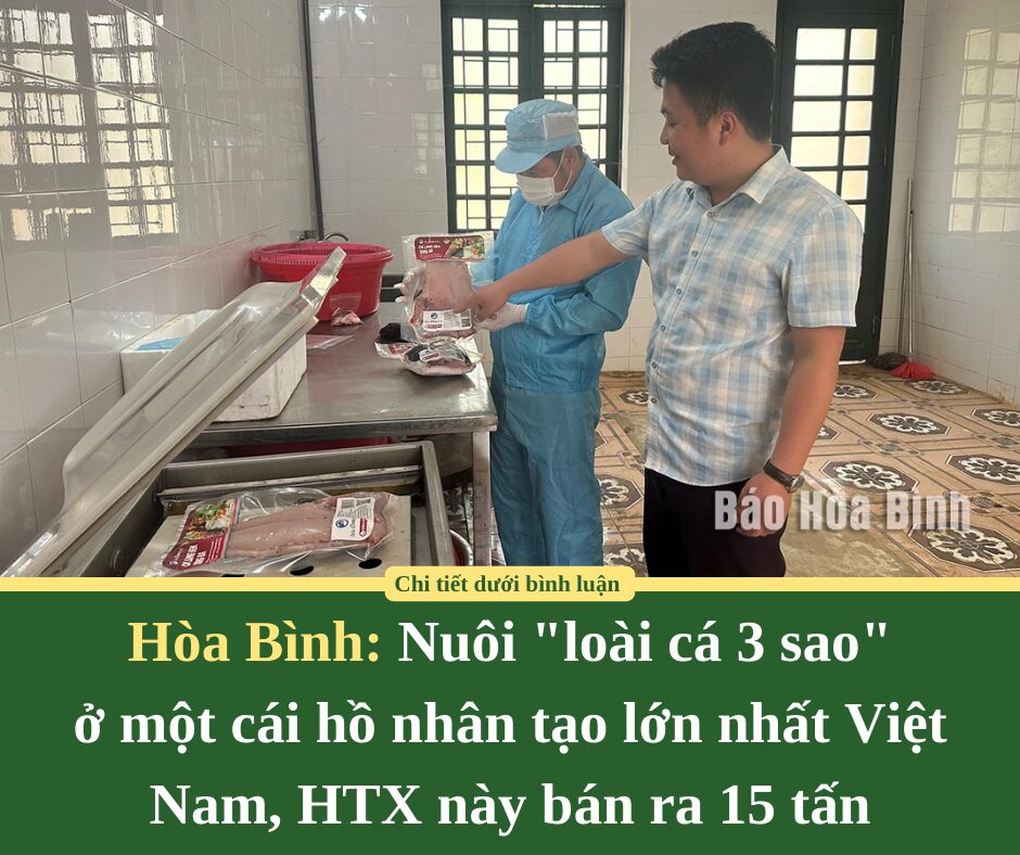 Nuôi “loài cá 3 sao” ở một cái hồ nhân tạo lớn nhất Việt Nam tại Hòa Bình, HTX này bán ra 15 tấn