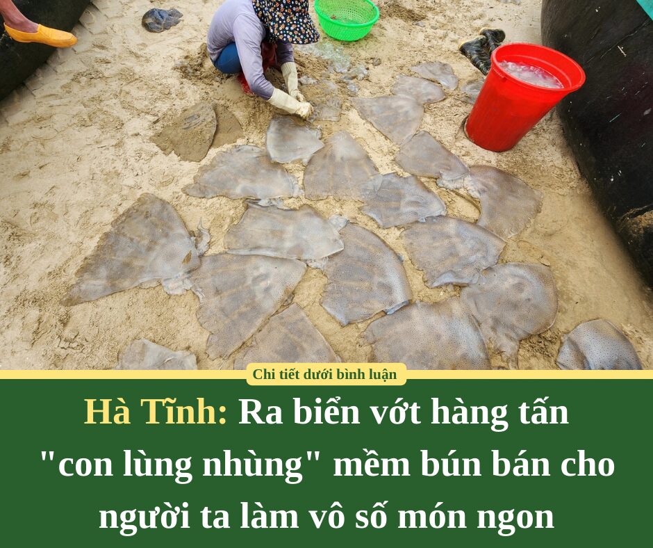 Ra biển Hà Tĩnh vớt hàng tấn “con lùng nhùng” mềm bún bán cho người ta làm vô số món ngon