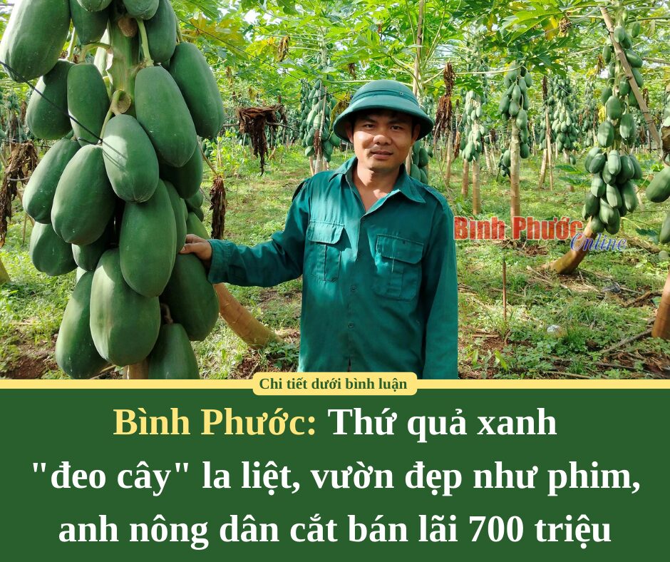 Thứ quả xanh “đeo cây” la liệt, vườn đẹp như phim, anh nông dân Bình Phước cắt bán lãi 700 triệu