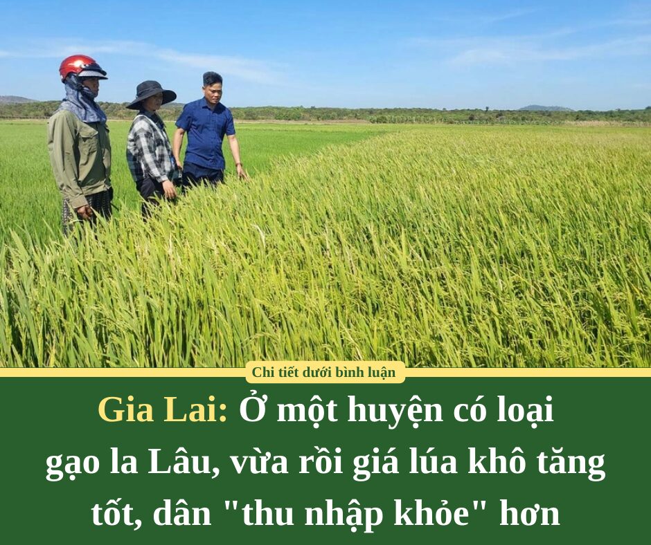 Ở một huyện của Gia Lai có loại gạo la Lâu, vừa rồi giá lúa khô tăng tốt, dân “thu nhập khỏe” hơn