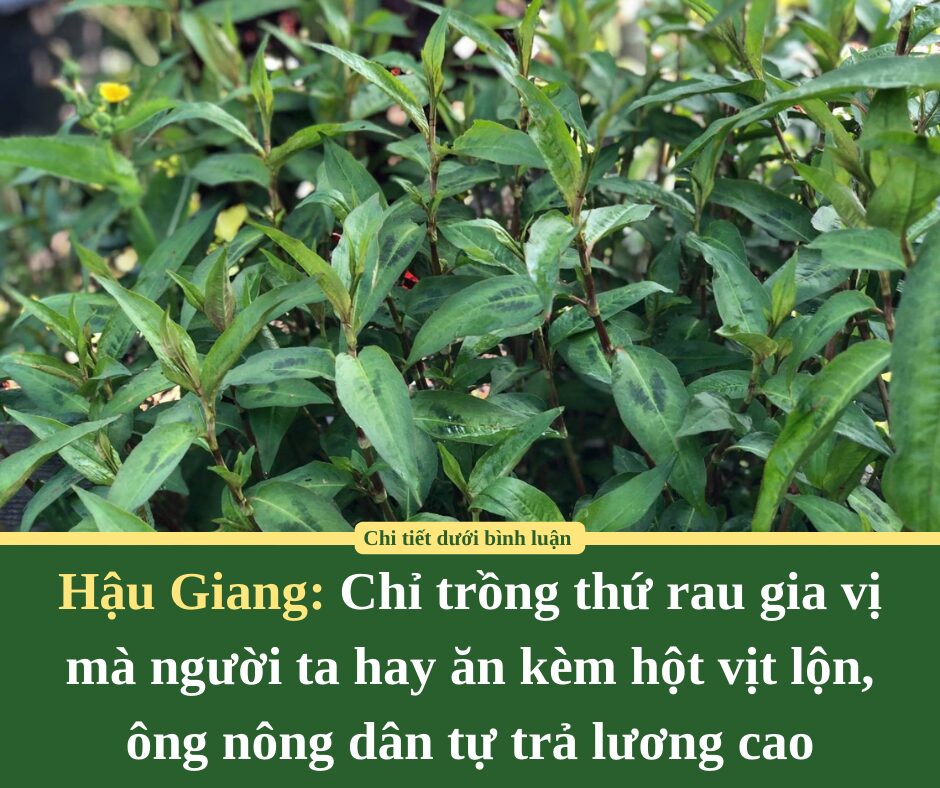 Chỉ trồng thứ rau gia vị mà người ta hay ăn kèm hột vịt lộn, ông nông dân Hậu Giang tự trả lương cao