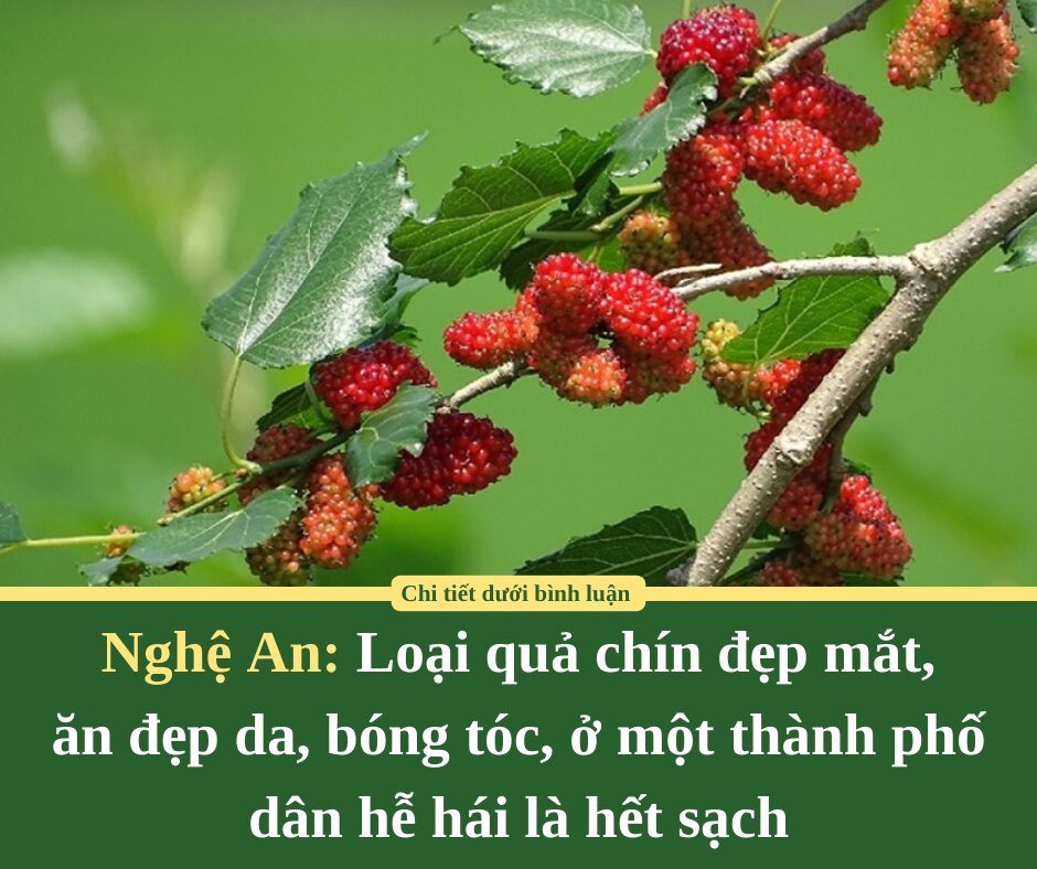 Loại quả chín đẹp mắt, ăn đẹp da, bóng tóc, ở một thành phố của Nghệ An, dân hễ hái là hết sạch