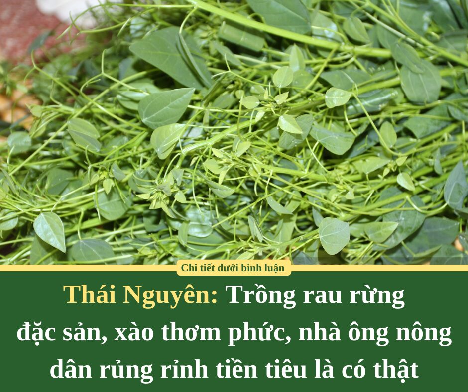 Thái Nguyên: Trồng rau rừng  đặc sản, xào thơm phức, nhà ông nông dân rủng rỉnh tiền tiêu là có thật