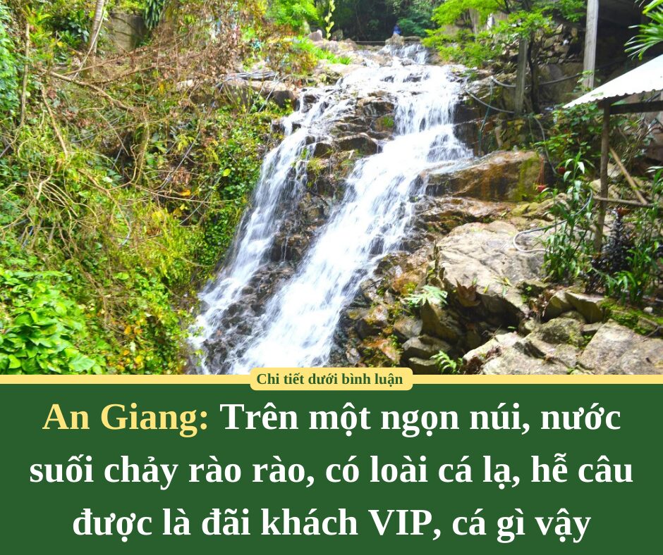 Trên một ngọn núi An Giang, nước suối chảy rào rào, có loài cá lạ, hễ câu được là đãi khách VIP, cá gì vậy?