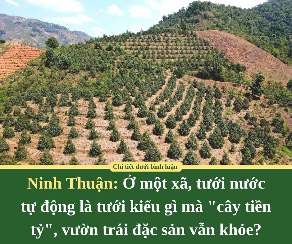 Ở một xã của Ninh Thuận, tưới nước tự động là tưới kiểu gì mà “cây tiền tỷ”, vườn trái đặc sản vẫn khỏe?