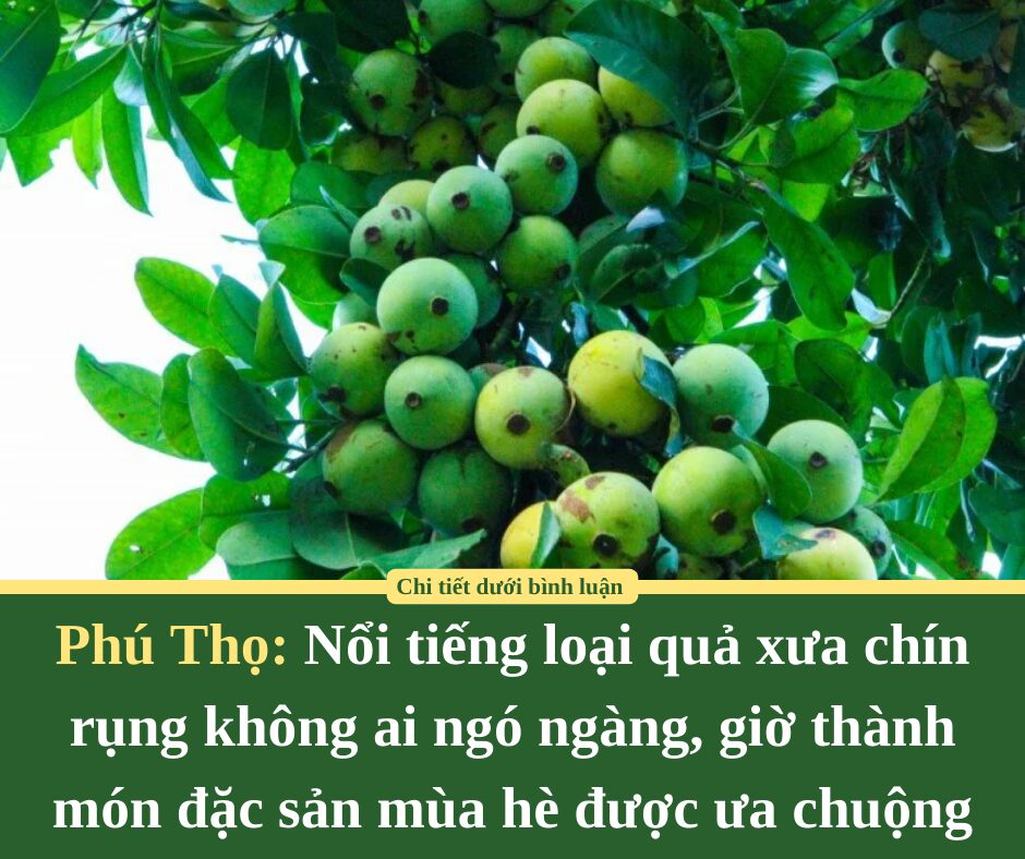 Phú Thọ: Nổi tiếng loại quả xưa chín rụng không ai ngó ngàng, giờ thành món đặc sản mùa hè được ưa chuộng