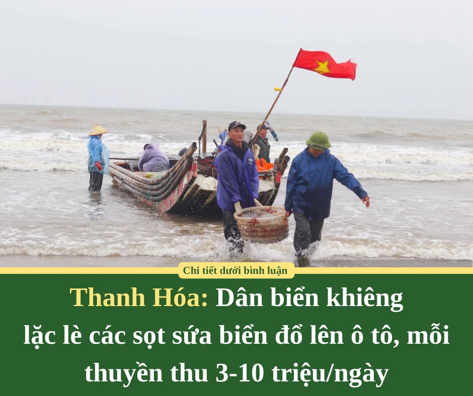 Dân biển Thanh Hóa khiêng lặc lè các sọt sứa biển đổ lên ô tô, mỗi thuyền thu 3-10 triệu/ngày