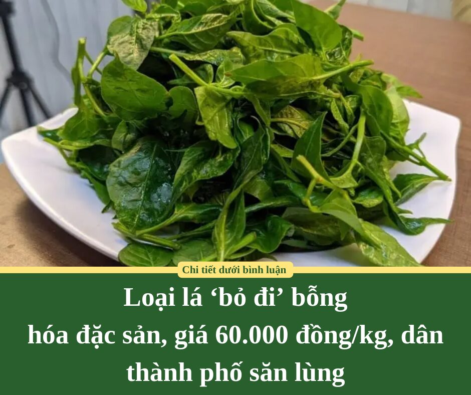 Loại lá tưởng vô tác dụng lại thành rau đặc sản tới 60.000 đồng/kg, chữa đủ bệnh, chế biến đủ món ngon