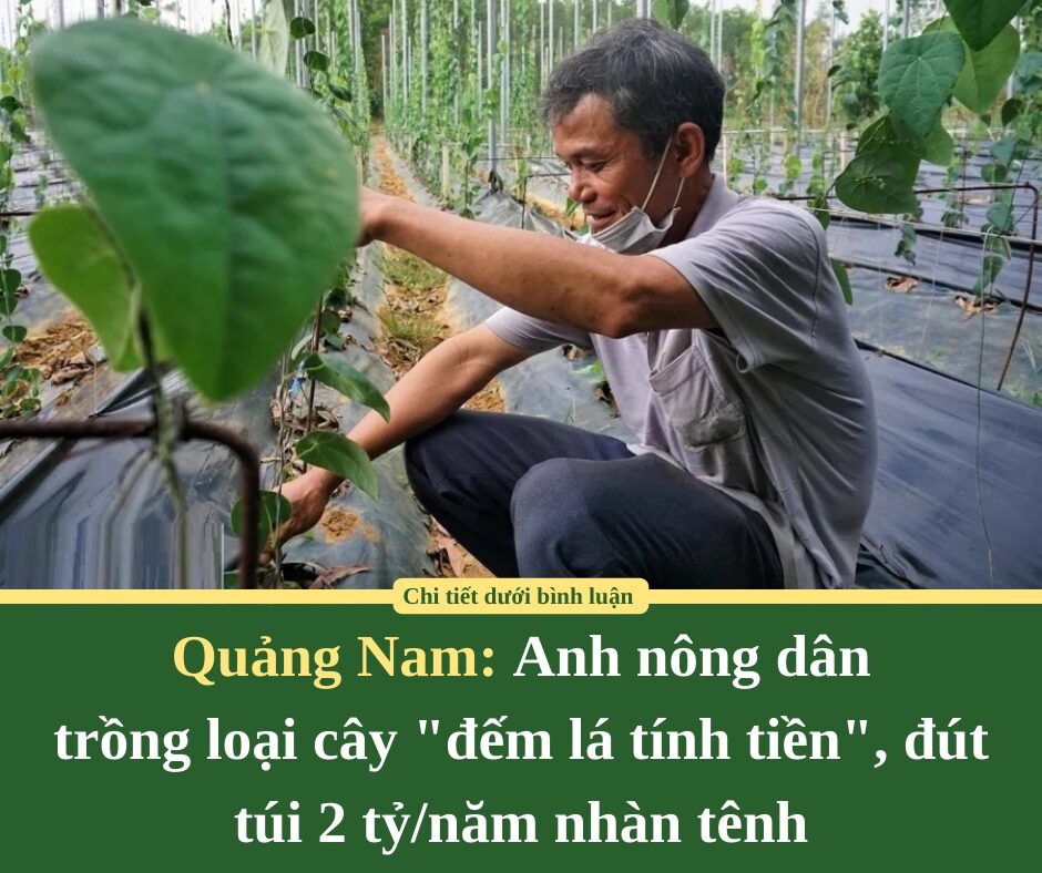 Anh nông dân trồng loại cây “đếm lá tính tiền”, đút túi 2 tỷ/năm nhàn tênh