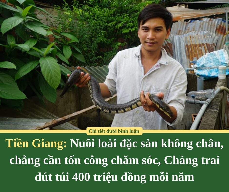 Nuôi loài đặc sản không chân, chẳng cần tốn công chăm sóc: Chàng trai Tiền Giang đút túi 400 triệu đồng mỗi năm