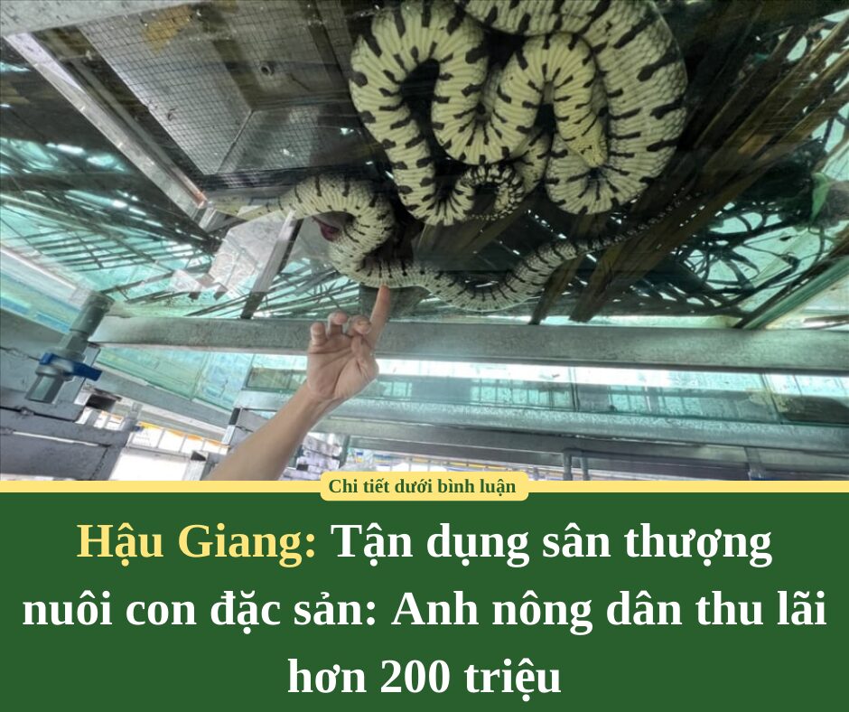 Tận dụng sân thượng nuôi con đặc sản: Anh nông dân thu lãi hơn 200 triệu