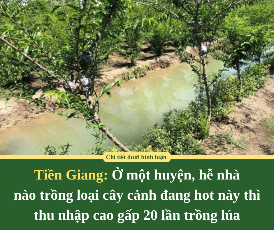 Ở một huyện của Tiền Giang, hễ nhà nào trồng loại cây cảnh đang hot này thì thu nhập cao gấp 20 lần trồng lúa