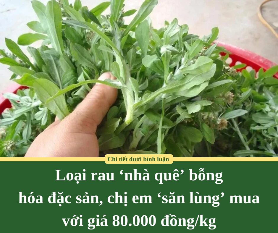 Loại rau ‘nhà quê’ bỗng hóa đặc sản, chị em ‘săn lùng’ mua với giá 80.000 đồng/kg