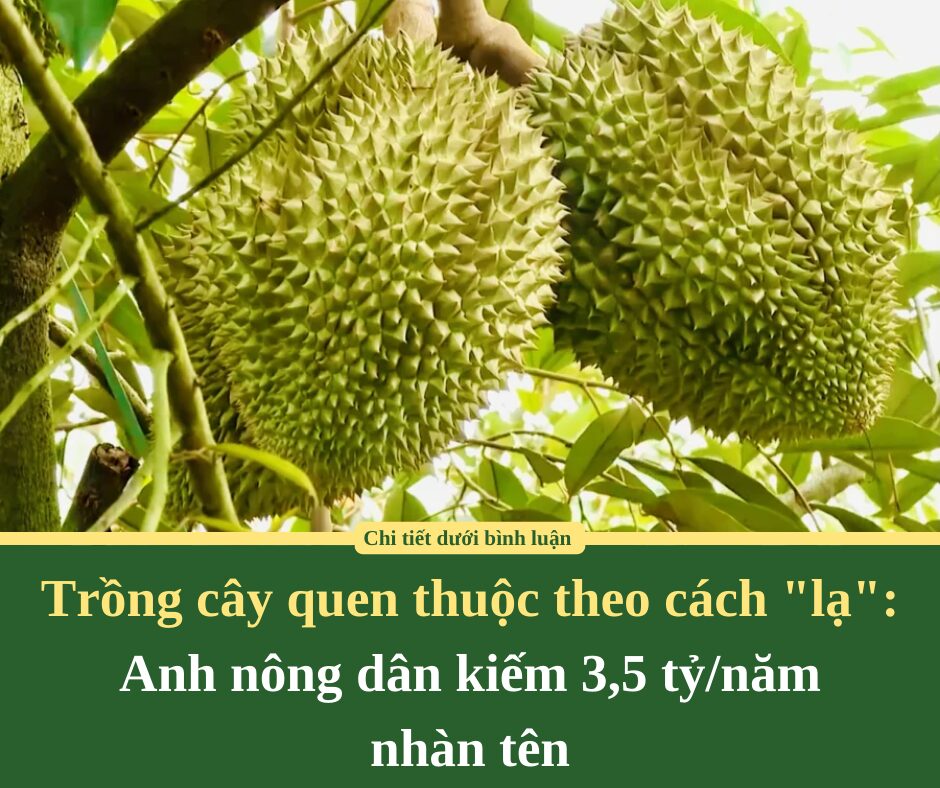 Trồng cây quen thuộc theo cách “lạ”: Anh nông dân kiếm 3,5 tỷ/năm nhàn tênh