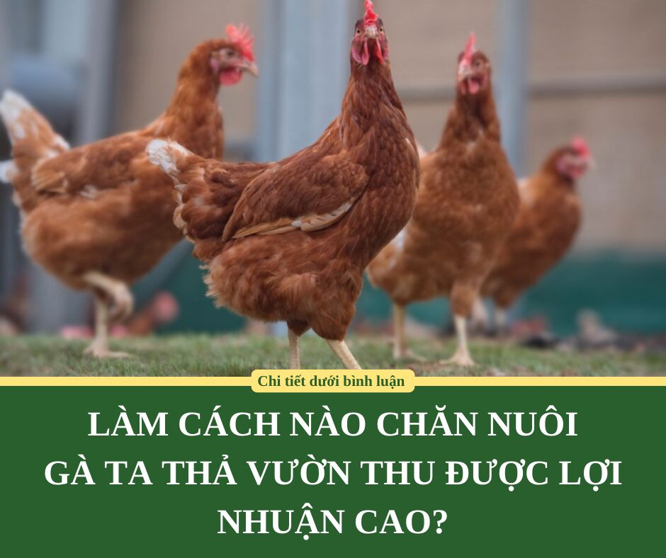 LÀM CÁCH NÀO CHĂN NUÔI GÀ TA THẢ VƯỜN THU ĐƯỢC LỢI NHUẬN CAO?