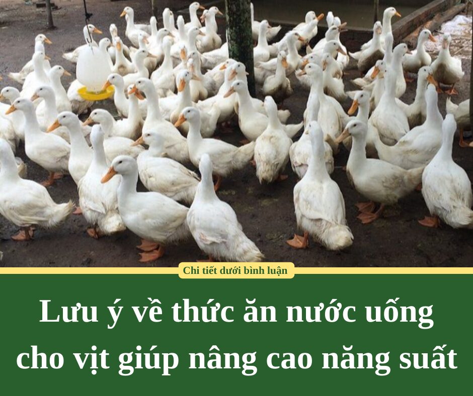 Lưu ý về thức ăn nước uống cho vịt giúp nâng cao năng suất