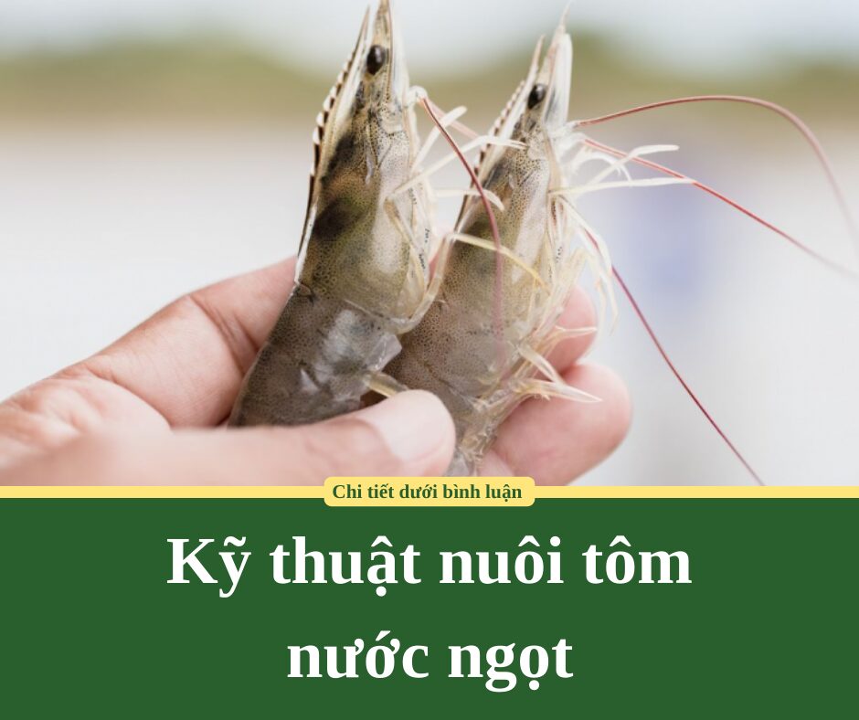 Kỹ thuật nuôi tôm  nước ngọt