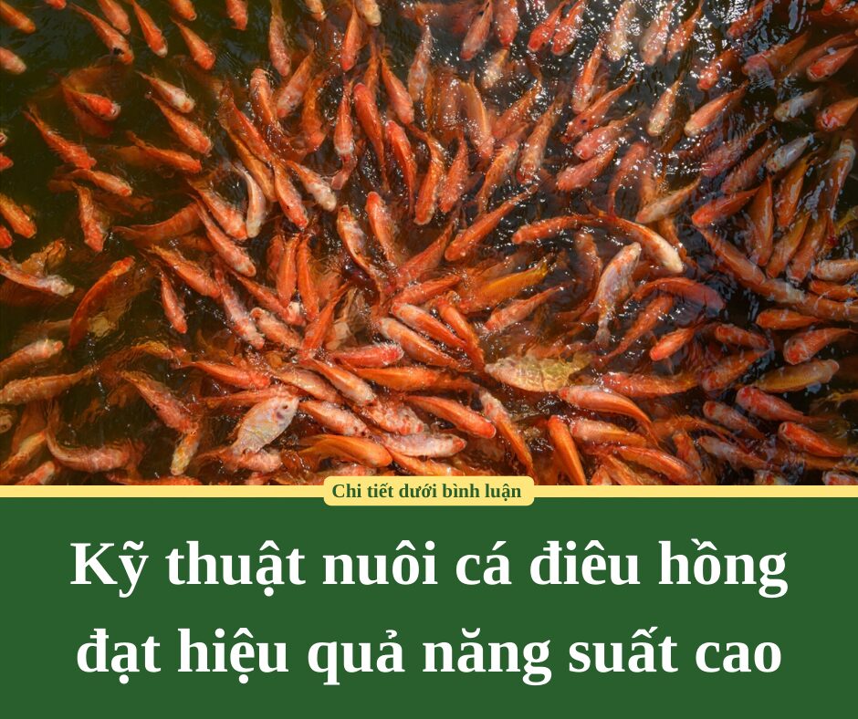 Kỹ thuật nuôi cá điêu hồng đạt hiệu quả năng suất cao